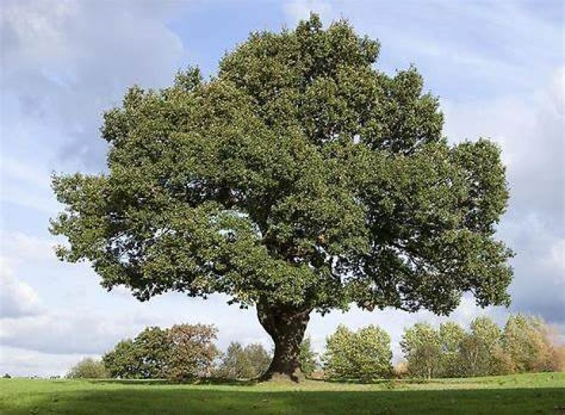 Bomen over bomen