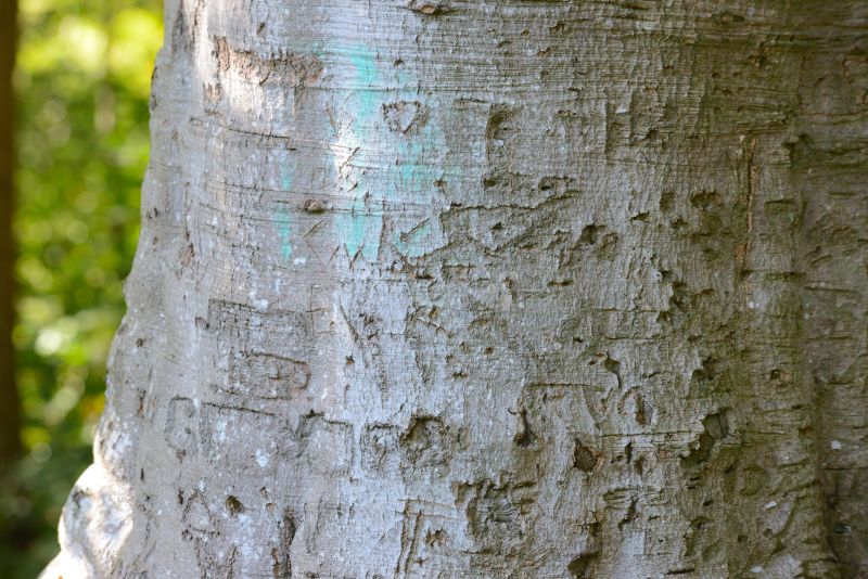 Roodbaard tuinen - Sociale media avant la lettre